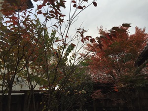 紅葉進んだ！