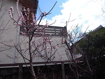 アンズの開花