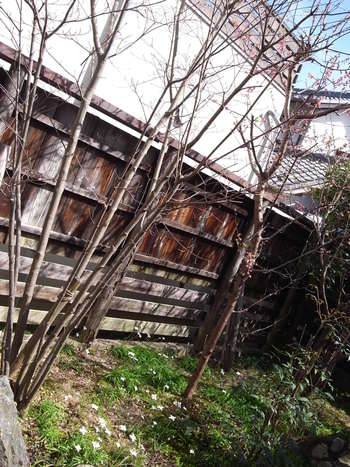 散りました。