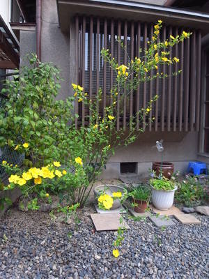 春は進むよ・・・！
