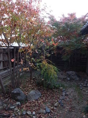 燃える紅葉まっさかり！