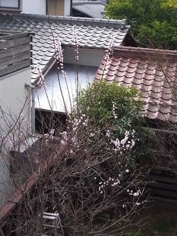 アンズ満開