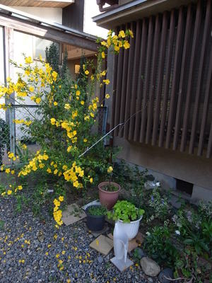 ヤマブキ見ごろ