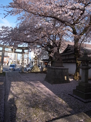 サクラ色の地面
