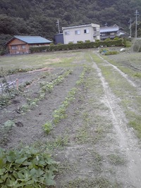 大豆の状況