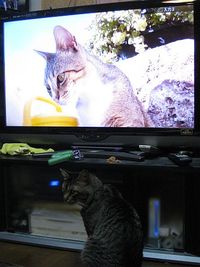 観てます。