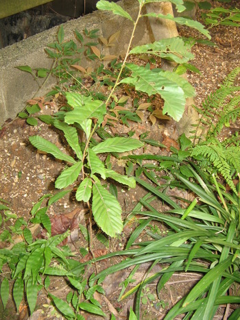どんぐりの木は大きくなった？