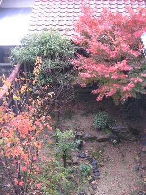 雨上がりの紅葉