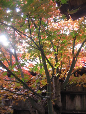 紅葉