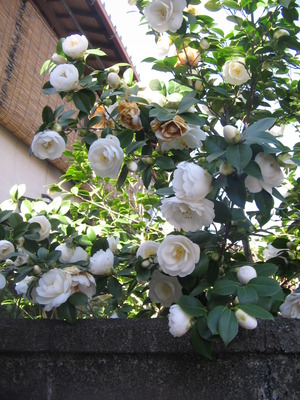 白椿
