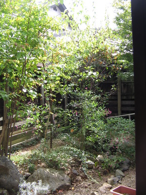 金木犀、満開ですね！