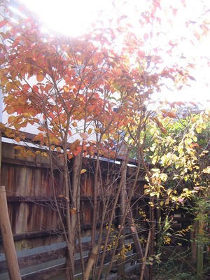 紅葉がちょうど良いです。