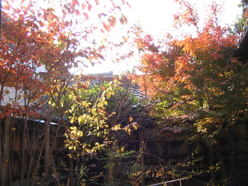 紅葉がちょうど良いです。