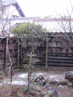 雪化粧・・・。