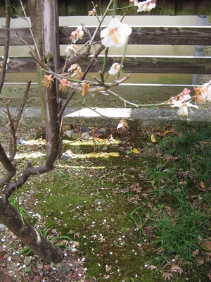 春が来ています！