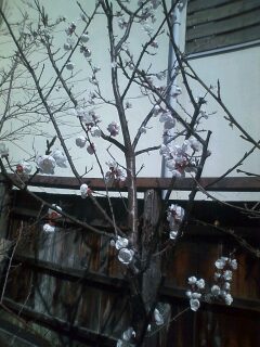 アンズ散り始め、雪柳咲き始め。