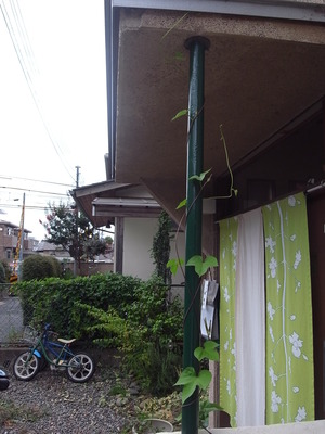 夏の名残・・？