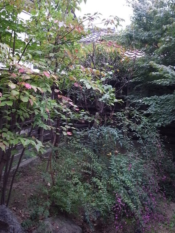 秋の雨、ちょい紅葉