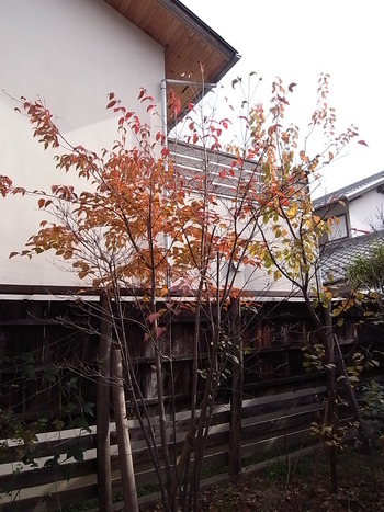 真っ赤な秋