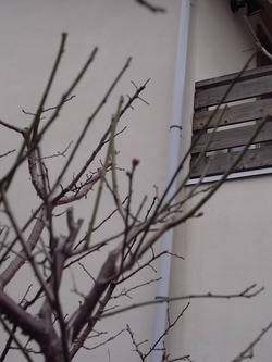 お庭がきれいに！