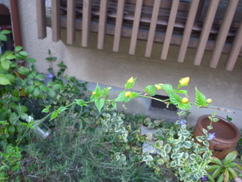 やまぶき、満開です！