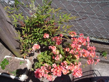 南天の花