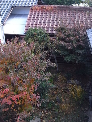 紅葉一気に！