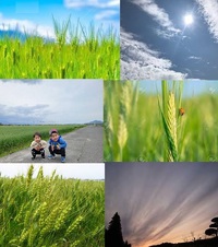 青麦と豊旗雲