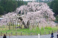 ■畑のしだれ桜～あいが桜まつり　２０１６