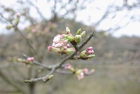 ■　開花状況　うぐい川公園　土山　2015年4月4日