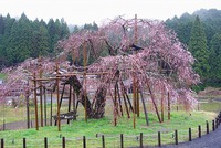 ■　畑のしだれ桜　開花状況　2015年4月5日