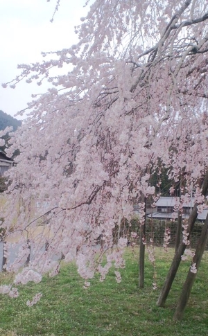 信楽の桜は。。。