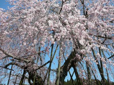 桜・・・春です