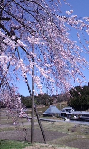 桜・・・春です