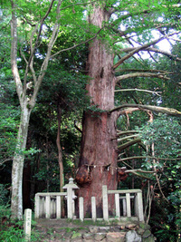 五百井神社の杉