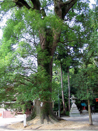 大宝神社のクスノキ