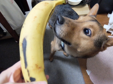 巨大ばなな