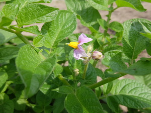 じゃがいもの花が咲く頃