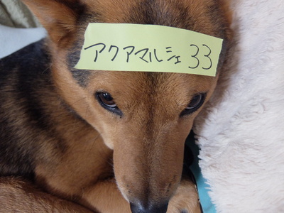 １年ぶりに出ます