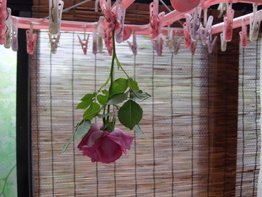薔薇干し