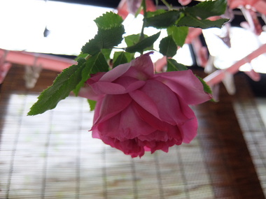 薔薇干し