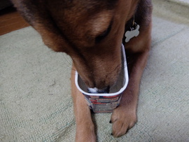 ヨーグルト犬、クリ