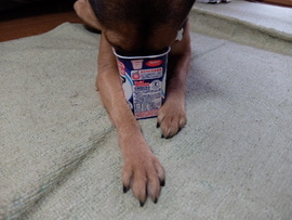 ヨーグルト犬、クリ