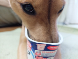 ヨーグルト犬、クリ