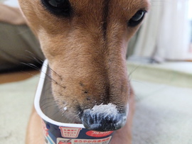 ヨーグルト犬、クリ