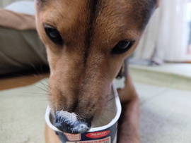 ヨーグルト犬、クリ