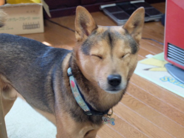 犬じゃ犬じゃ