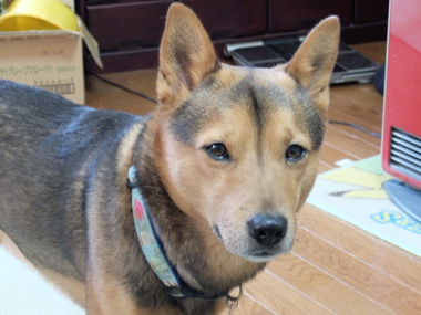 ヨーグルト犬、クリ