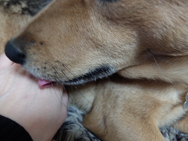 看護犬、クリ