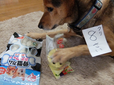 クリ、８歳